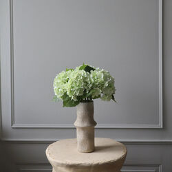 Hydrangea blomst, lysegr&oslash;nn, Botan&eacute;