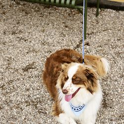 HAY Flettet Hundeb&aring;nd, lavender/green, HAY