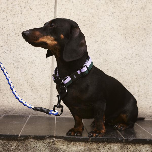 HAY Dogs Halsb&aring;nd Flat, lavender/green, HAY
