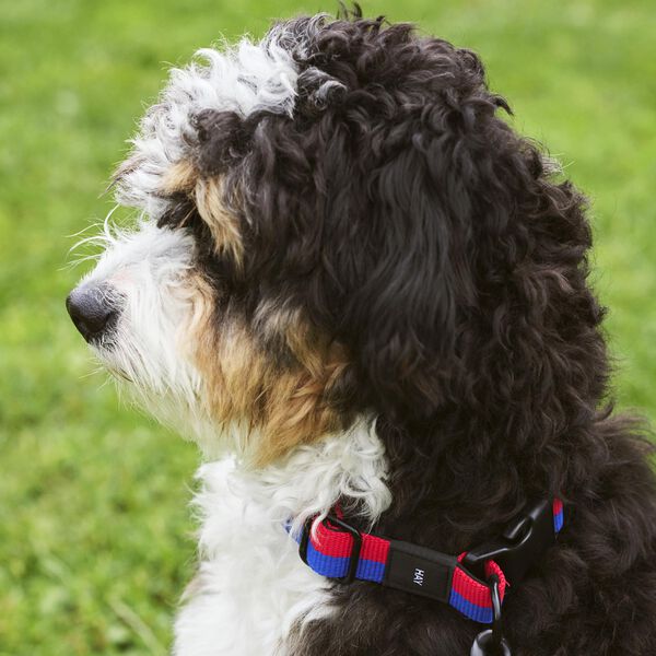 HAY Dogs Halsb&aring;nd Flat, red/blue, HAY