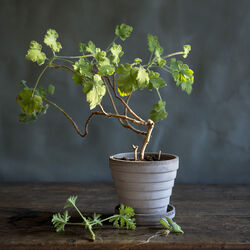 Planet RAW &Oslash; 12 cm krukke med underfat, grey, Bergs Potter