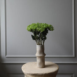 Semi-Cactus Dahlia blomst, gr&oslash;nn, Botan&eacute;