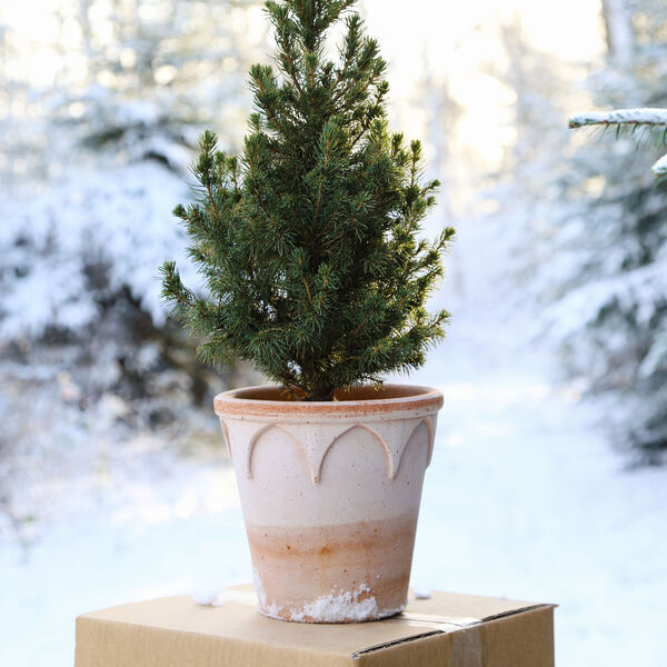 Elizabeth RAW med underfat, rosa, Bergs Potter