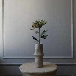 Chrysanthemum blomst, gr&oslash;nn, Botan&eacute;