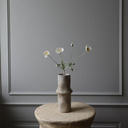 Poppy blomst, hvit, Botan&eacute;