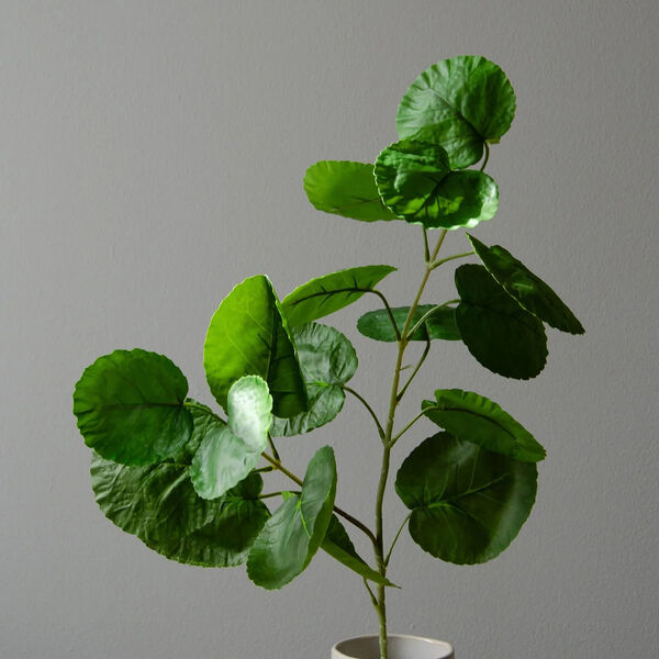 Plum Aralia blader, gr&oslash;nn, Botan&eacute;