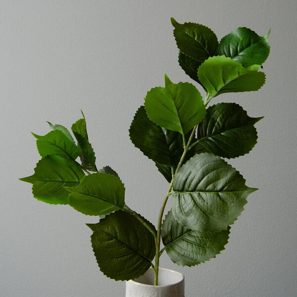 Hydrangea blader, gr&oslash;nn, Botan&eacute;