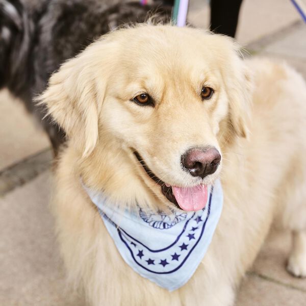 HAY Dogs Skjerf, light blue, HAY