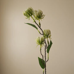 Hamamelis&nbsp;Branch, gr&oslash;nn, Botan&eacute;