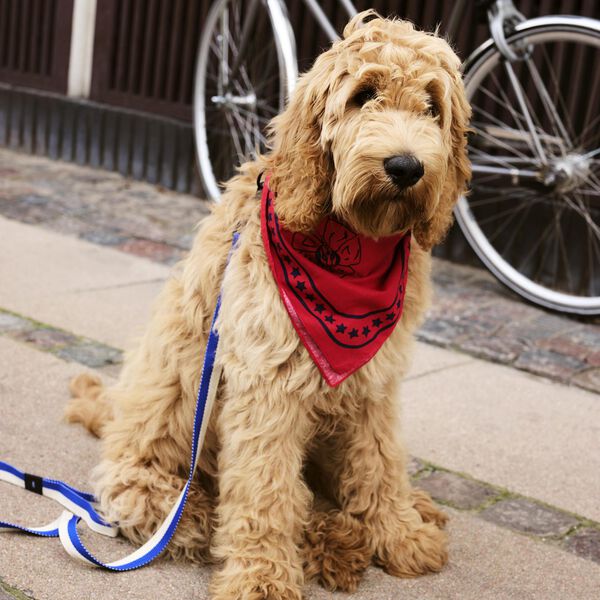 HAY Hundeb&aring;nd, blue/off-white, HAY