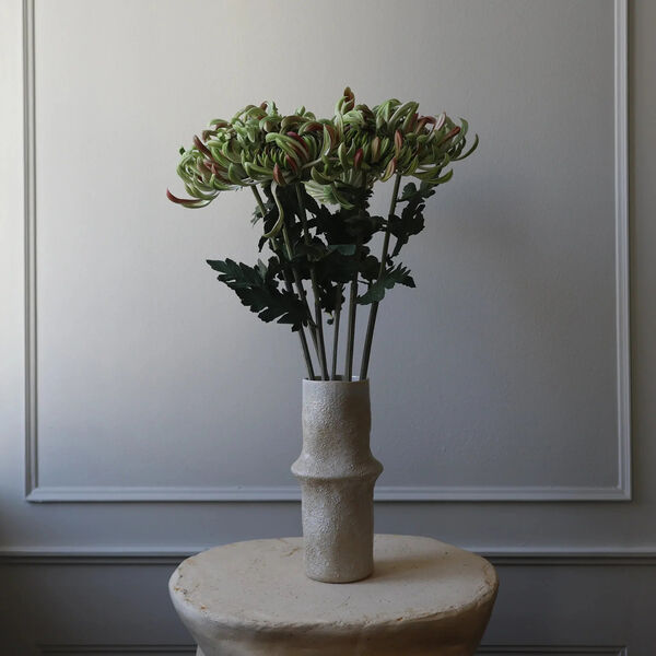 Chrysanthemum blomst, gr&oslash;nn, Botan&eacute;