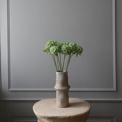 Scabiosa Seed Pod blomst, lysegr&oslash;nn, Botan&eacute;